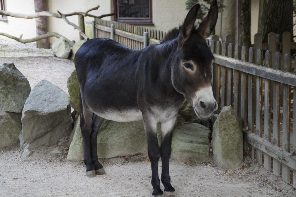 donkey, stubborn, farm yard-1676260.jpg